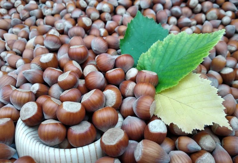 hazelnut cover image