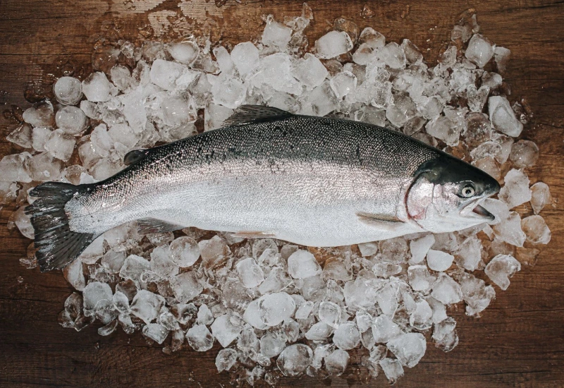 rainbow trout on ice cubes