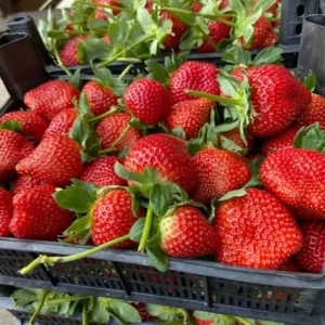 Strawberries are inside the strawberry crate