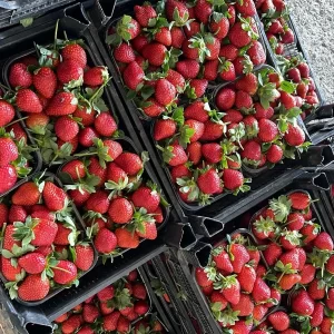 Strawberries in lots of strawberry crates