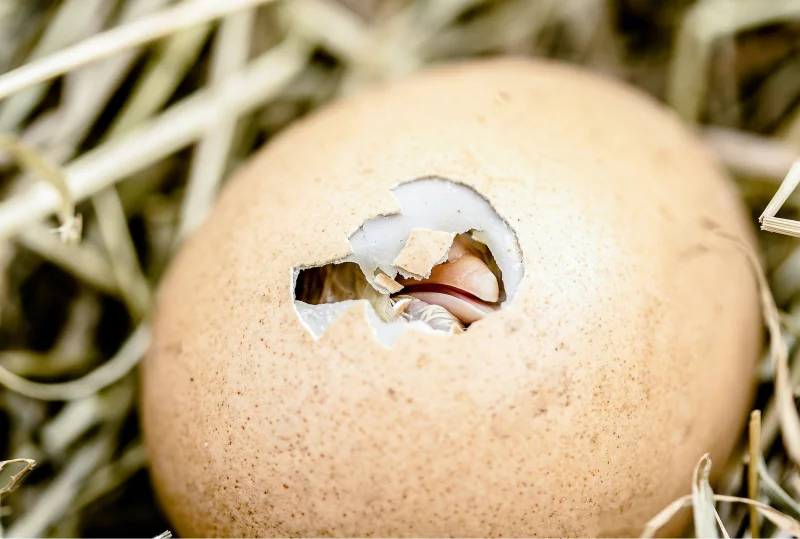 chick in hatching egg