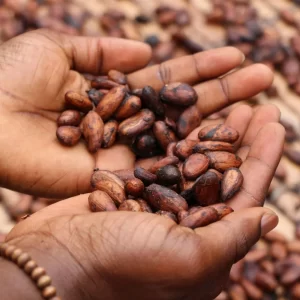 cocoa beans on the ground and a handful of cocoa beans