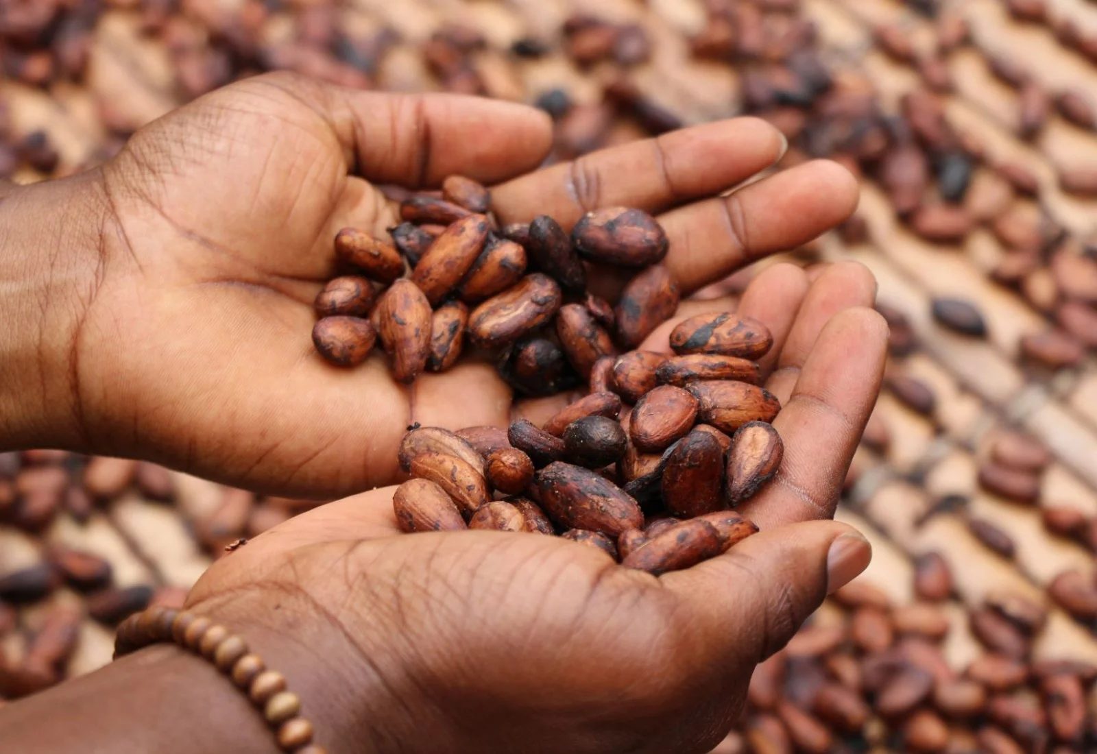 cocoa beans on the ground and a handful of cocoa beans