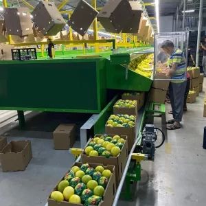 lemon production plant