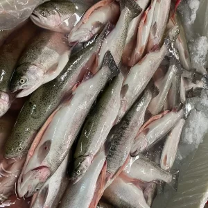 processed rainbow trout