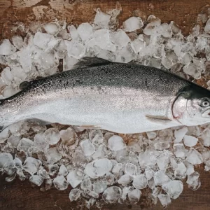 rainbow trout on ice cubes