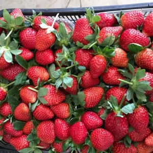 strawberries