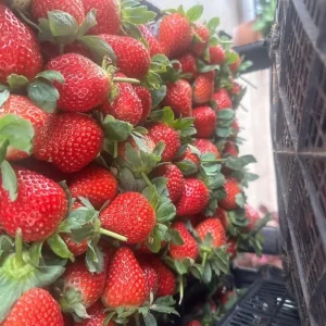 strawberries in crates