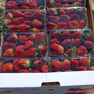 packaged strawberries 2