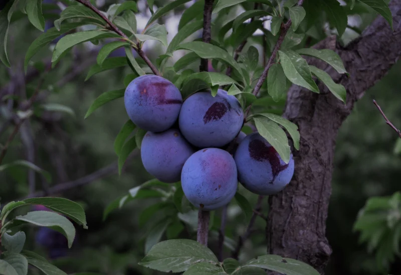 Black plums and leaves on the branch of the tree