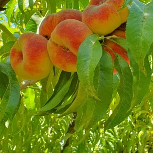 Flat type peaches among the leaves on tree branches 1