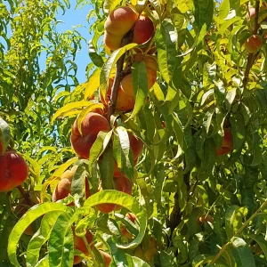 Flat type peaches among the leaves on tree branches 2