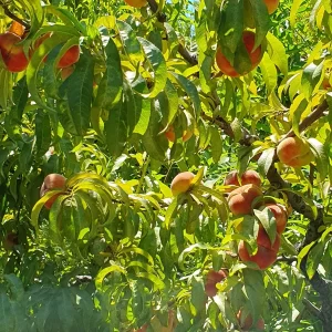 Flat type peaches among the leaves on tree branches 3