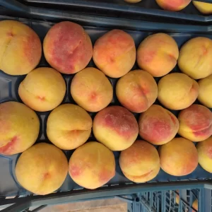 Peaches inside a peach crate