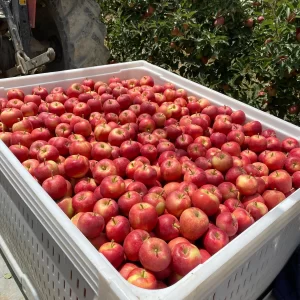 Randomly placed red apples inside a large white apple crate