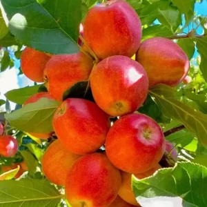 Red apples among the leaves on tree branches