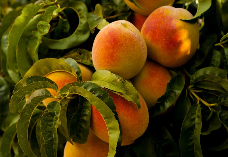 The peaches are on the tree along with the leaves