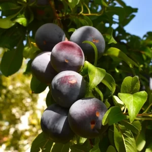 black plum on tree branch